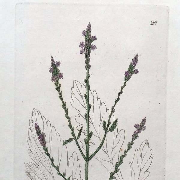 Antieke botanische print VERBENA SIMPLERS JOY Baxter bloemenprint 1834