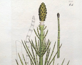 Antique Botanical Print EQUISETUM LIMOSUM Smooth Horsetail Engraving Sowerby c1808