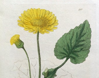 Antiker botanischer Druck antiker botanischer Druck GREAT LEOPARDS BANE Baxter Original Blumen-Druck 1835