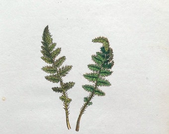 Antique Botanical Fern Print RUSTY CLIFF FERN Woodsia Ilvensis Vintage Engraving 1829