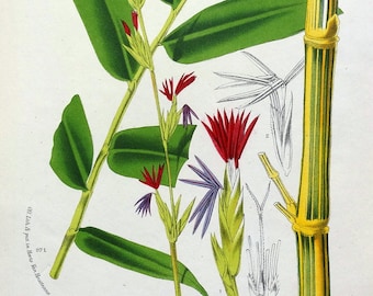 Antique Botanical Print STRIPED BAMBOO BAMBUSA Original  Van Houtte 1850