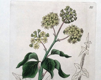 Antique Botanical  Print COMMON IVY HEDERA Baxter Original  Plant Print 1834