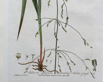 Antique Botanical  Print WOOD MILLET GRASS Milium Effusum Baxter Antique Engraved Botanical  Print 1837