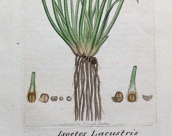 Antique Botanical Print MERLINS GRASS Isoetes Lacustris Original  Sowerby 1802