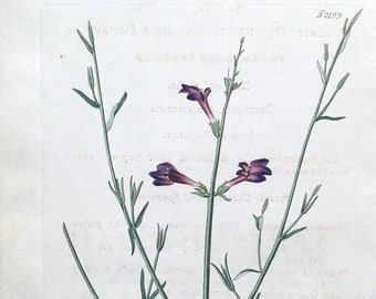 Stampa botanica antica DODARTIA ORIENTALIS Curtis Incisione su rame vintage 1820
