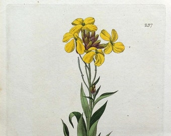 Antique Botanical  Print WALLFLOWER CHEIRANTHUS CHEIRI Baxter  Print 1837
