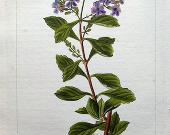 Antique Botanical Print SKY FLOWER DURANTA Pancrace Bessa Vintage Hand Coloured  Engraving c1820