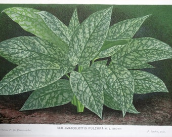 Antique Botanical Print SCHISMATOGLOTTIS PULCHRA Linden Antique Botanical Vintage Plant Print 1884