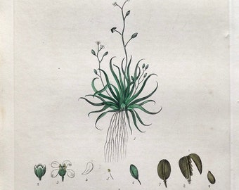 Antique Botanical  Print WATER AWL-WORT Baxter  Aquatic Flower Print 1841
