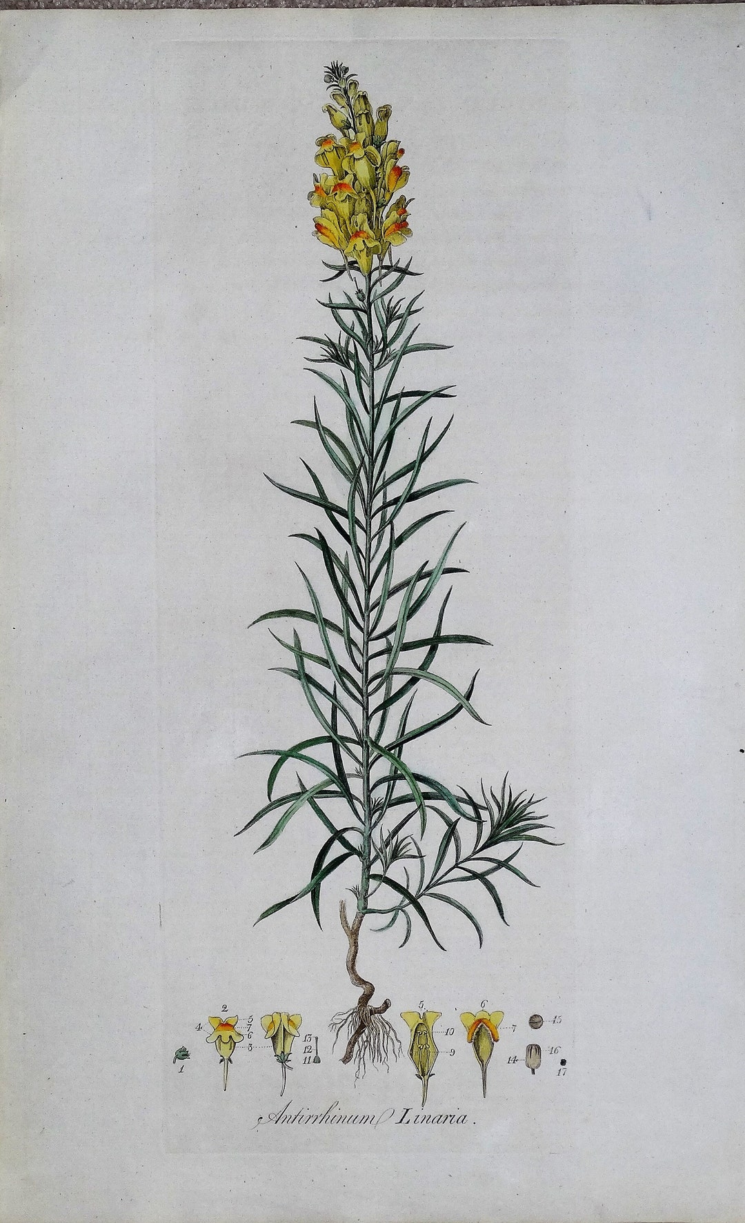 Antique Botanical Print YELLOW TOAD FLAX Curtis Large Flora Londinensis ...