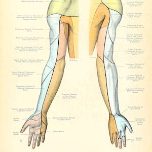 Antique Anatomy Print CUTANEOUS NERVES Of The ARM Original  Lithographed Print 1906