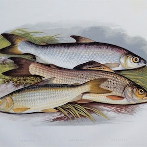 May include: A painting depicting three fish, a grey and white fish, a brown and white fish, and a white and yellow fish. The fish are arranged in a layered fashion, with the grey and white fish on top, the brown and white fish in the middle, and the white and yellow fish on the bottom. The fish are all swimming in clear, blue water. The painting is signed "J.R." and dated "1850".