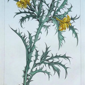 Antiker botanischer Druck SCOLYMUS, GOLDENE DISTEL Philips Miller Jahrgang 1760