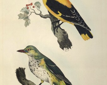 Antique Bird Print ORIOLE  Prideaux John SELBY original engraving c1839