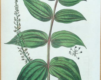 Original Antique Botanical Print CORIARIA SARMENTOSA  Hand Coloured Curtis  1824
