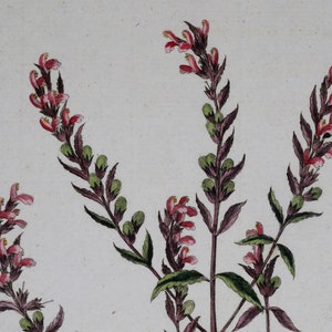 Antique Botanical Print RED EYE-BRIGHT, Euphrasia Odontites, Curtis Flora Londinensis 1777 image 3