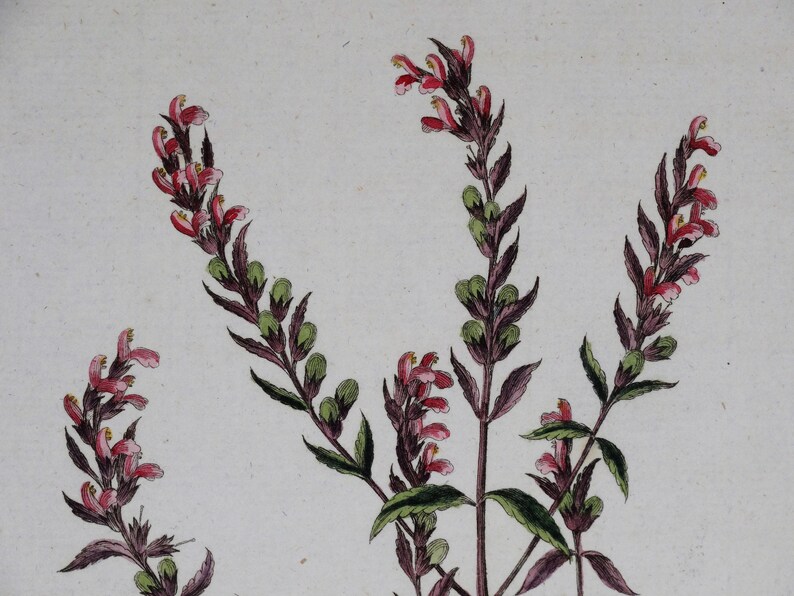 Antique Botanical Print RED EYE-BRIGHT, Euphrasia Odontites, Curtis Flora Londinensis 1777 image 3