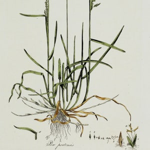 Antique Botanical Print POA PRATENSIS Kentuck Blue Grass Curtis Original  Flora Londinensis 1777