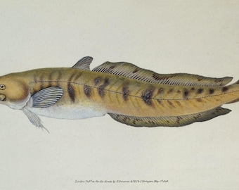 Antiker Fisch Druck BURBOT Original Donovan Vintage Gravur 1808