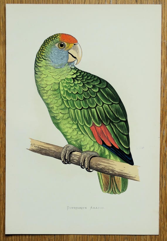絵画　自然　鳥　小鳥　オウム　緑　絵　熱帯雨林　鳥　雑貨　バード 新品】グリーンバード 絵画 アート 絵 【公式通販】