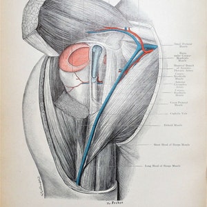 Antique Anatomy Print SHOULDER JOINT Anterior View  Original  Lithographed Print 1906