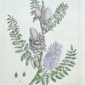 Antiker botanischer Druck ASTRAGALUS, MILCH WETCH (Astraganus, MILCH WETCH)spiegel Foto von Pater Miller aus dem Jahr 1760