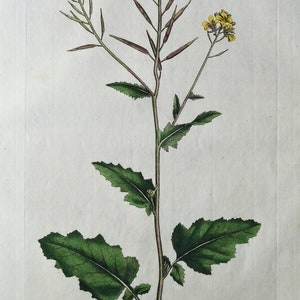 Antique Botanical Print Charlock: Flora Londinensis, 1777