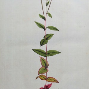 Antique Botanical Print WOOD WILLOWHERB, EPILOBIUM Curtis  Flora Londinensis 1777