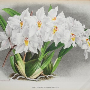Antique Botanical Print ORCHID ODONTOGLOSSUM ALEXANDRAE Linden Orig Large   c1885