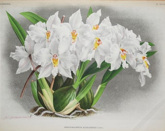 Antique Botanical Print ORCHID ODONTOGLOSSUM ALEXANDRAE Linden Orig Large   c1885