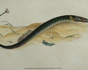 Antiker Fisch Druck KURZER SEIDEFISCH Original Donovan Vintage Gravur 1803