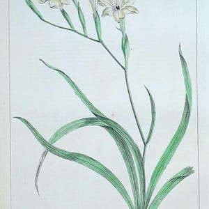Antiker botanischer Druck ANTHOLYZA, KIDNEY VETCH DHL Großer Jahrgang 1760