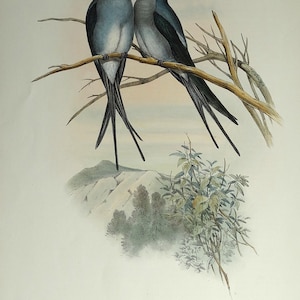 Impressão de pássaro antigo Dendrochelidon Coronatus CRESTED TREE SWIFT Original John Gould c1870