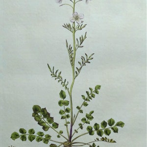 Antique Botanical Print LADY&#39;S SMOCK, CARDAMINE Curtis  Flora Londinensis 1777