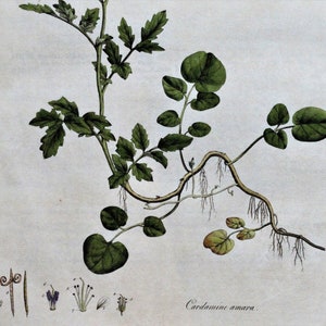 Antique Botanical Print CARDAMINE AMARA Curtis Large Flora Londinensis 1777 image 2