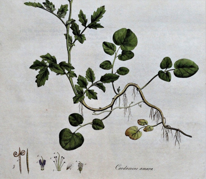 Antique Botanical Print CARDAMINE AMARA Curtis Large Flora Londinensis 1777 image 2