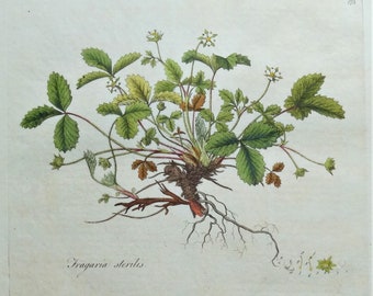 Impresión botánica antigua BARREN FRAGARIA FRAGARIA Curtis Flora Londinensis 1777