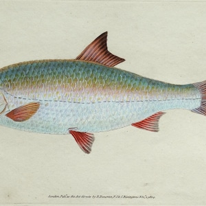 Può includere: Illustrazione antica di un pesce, probabilmente una scardola, con pittura ad acquerello dettagliata. Il pesce ha un corpo azzurro, squame verdi e pinne rosse. La coda è arancione e gialla. L'immagine è su sfondo color crema.