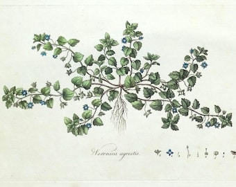 Antique Botanical Print FIELD  SPEEDWELL, VERONICA Curtis  Flora Londinensis 1777