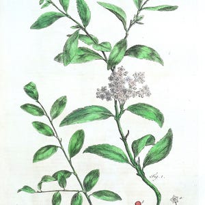 Antiker botanischer Druck CASSINE, CASSIOBERRY Philips große Vintage 1760
