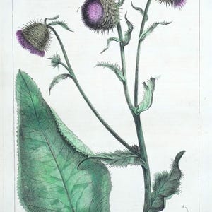 Antiker Botanischer Druck CNICUS, DISTEL Philips miller vintage original 1760
