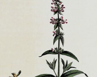 Original Antique Botanical Print STACHYS PALUSTRIS Curtis Large Flora Londinensis 1777