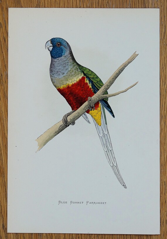 アンティーク オウムの版画 ブルー ボンネット インコ グリーン