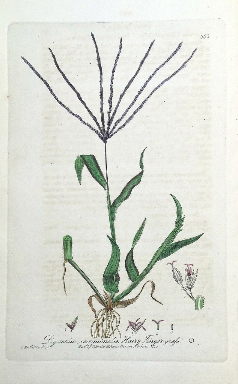 Antique Botanical Print DIGITARIA SANGUINALIS CRABGRASS Baxter Print 1839 image 1