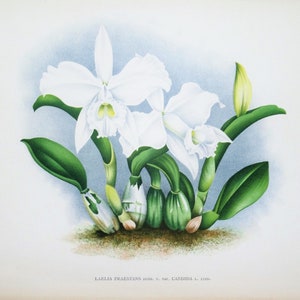 Antique Botanical Print ORCHID LAELIA PRAESTANS Linden Original Large  c1885