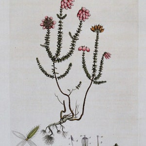 Antique Botanical Print ERICA TETRALIX Curtis Large Flora Londinensis 1777 image 2