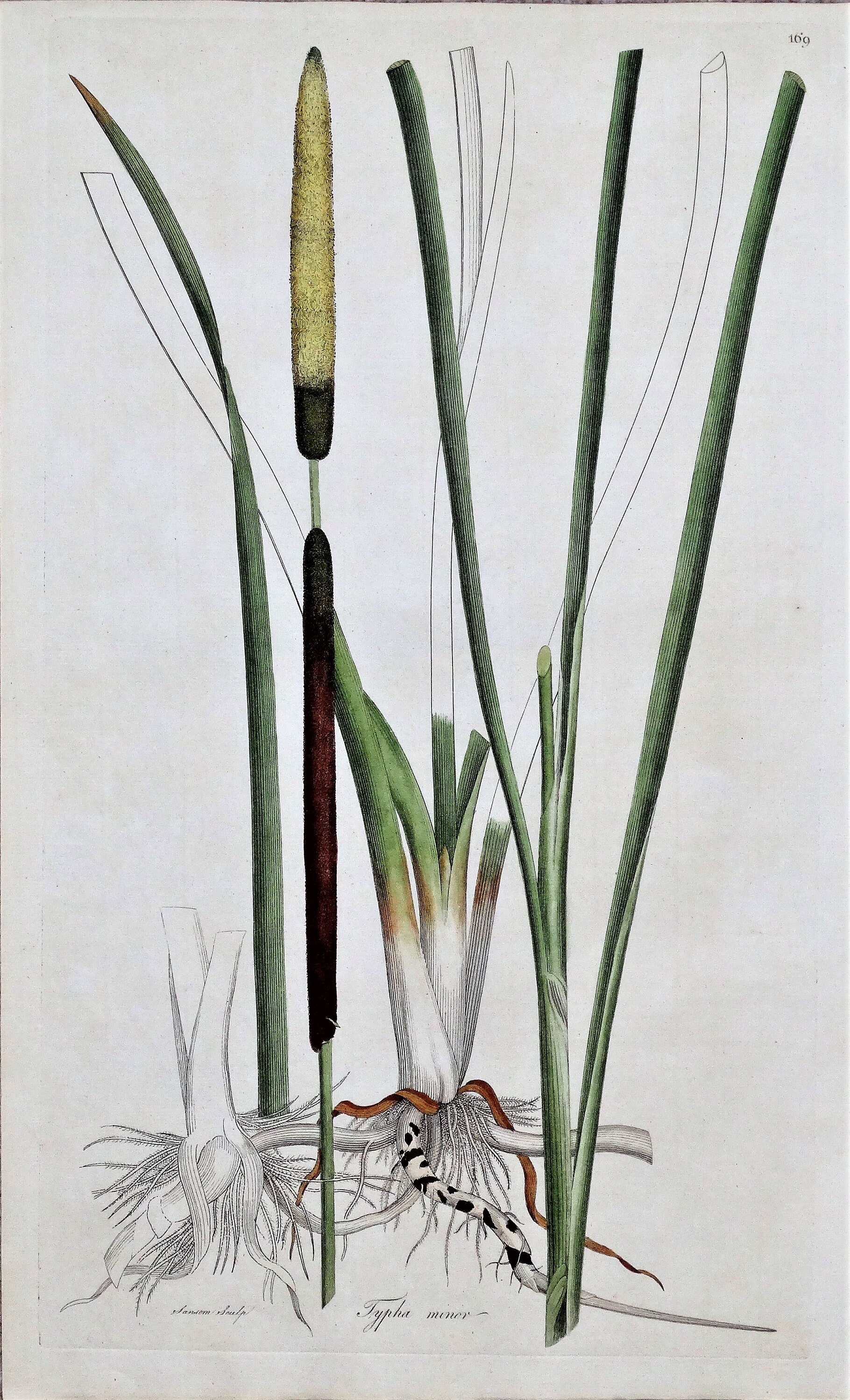 Small Bulrush Antique Botanical Print SMALL BULRUSH TYPHA Curtis Large Flora ...
