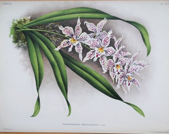 Antique Botanical Print ORCHID ODONTOGLOSSUM Linden Original Large  c1885