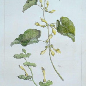 Antiker botanischer Druck ARISTOLOCHIA, BIRTHWORT (Philipp Miller groß) Jahrgang 1760