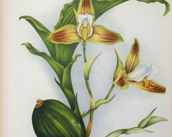 Antique Botanical Print ORCHID LYCASTE DEPPEI  Linden Original Large  c1885